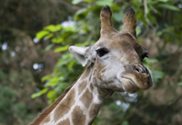Dramatischer Feuerwehreinsatz im Dortmunder Zoo