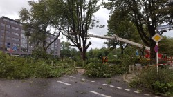 Ast auf Fahrbahn