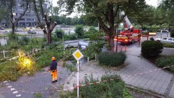 Ast auf Fahrbahn