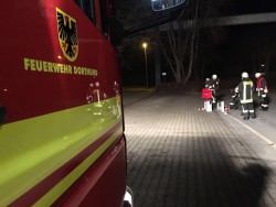 Fische drohen zu sterben