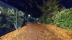 Baum auf Fahrbahn