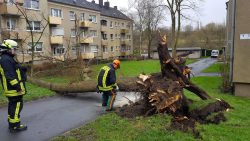 Baum auf Gehweg