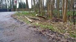 Baum auf Straße