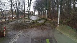 Baum auf Gehweg
