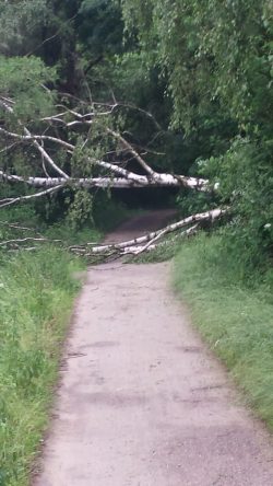 Baum auf Radweg