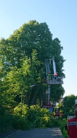 Baum in Schieflage