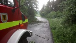 Baum auf Fahrbahn