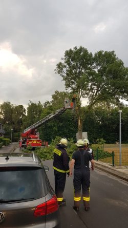 Blitz im Baum