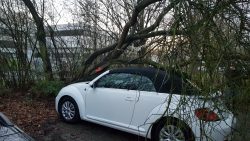 Baum auf PKW