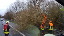 Baum auf Fahrbahn