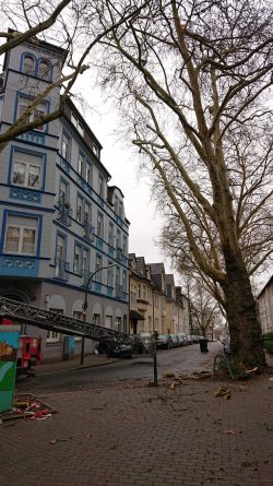 Baum droht umzustürzen