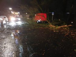 Baum auf Fahrbahn