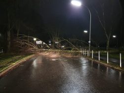 Baum auf Fahrbahn