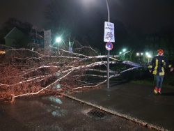 Baum auf Fahrbahn
