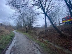 Baum auf Straße