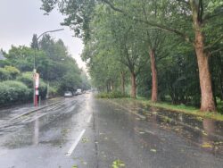 Baum auf Fahrbahn