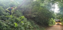 Baum droht zu fallen