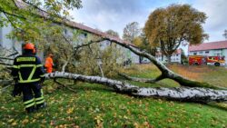 Baum auf Fahrbahn