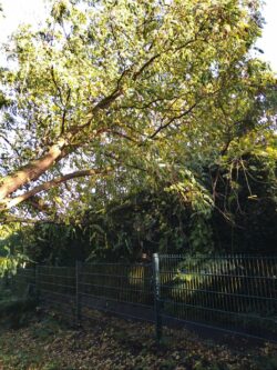 Baum auf Fußweg