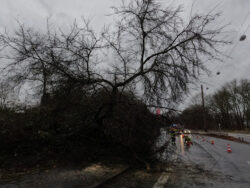 Baum auf Fahrbahn