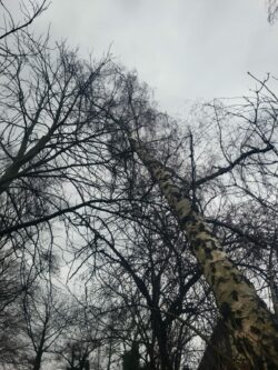 Baum droht