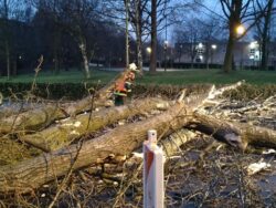 Vor der U-Bahn HST – Baum auf Fahrbahn
