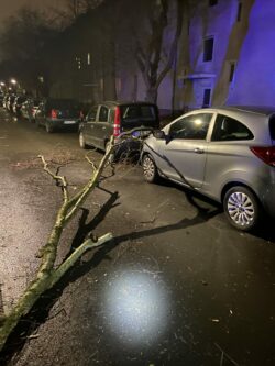 Baum auf Fahrbahn