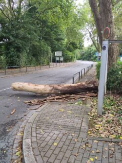 Baum auf Fahrbahn
